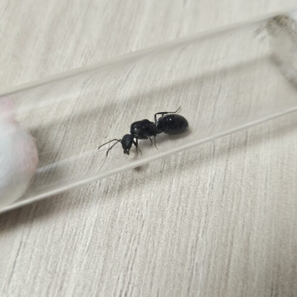 Tres reinas Camponotus Morosus