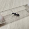 Tres reinas Camponotus Morosus