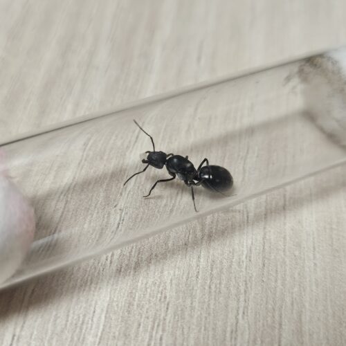 Reina Camponotus Morosus