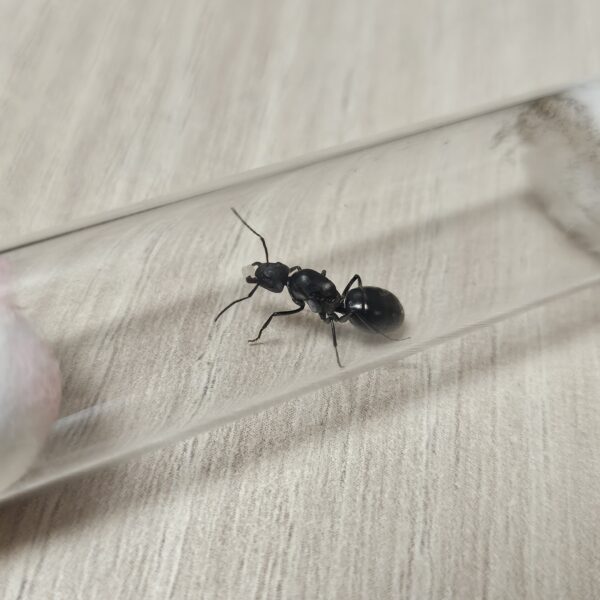 Tres reinas Camponotus Morosus