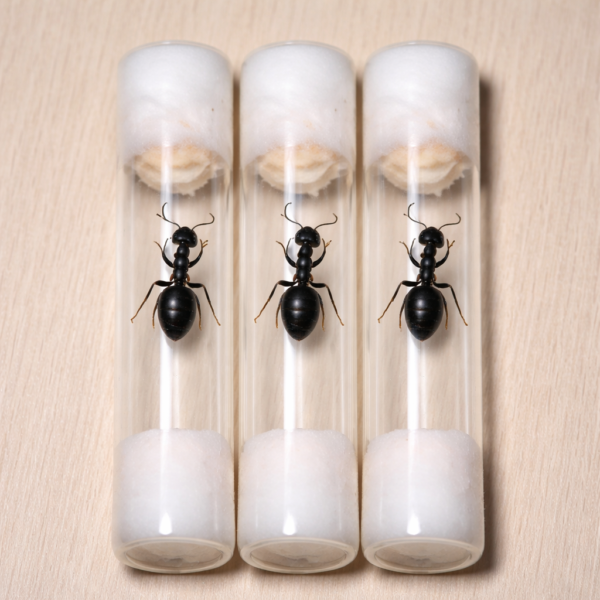 Tres reinas Camponotus Morosus