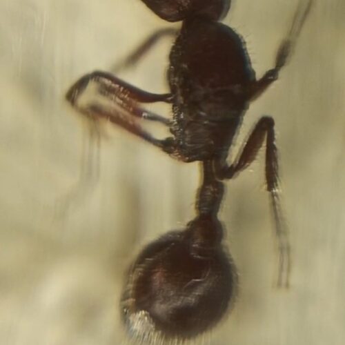 Reina Pogonomyrmex Sp