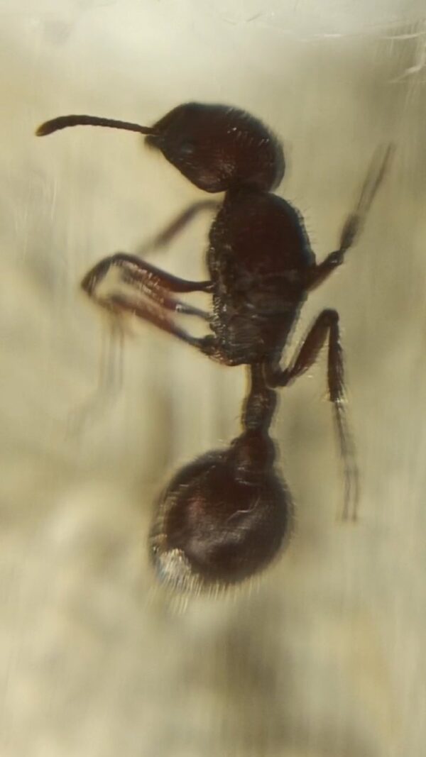 Reina Pogonomyrmex Sp