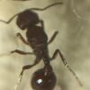 Reina Pogonomyrmex Sp