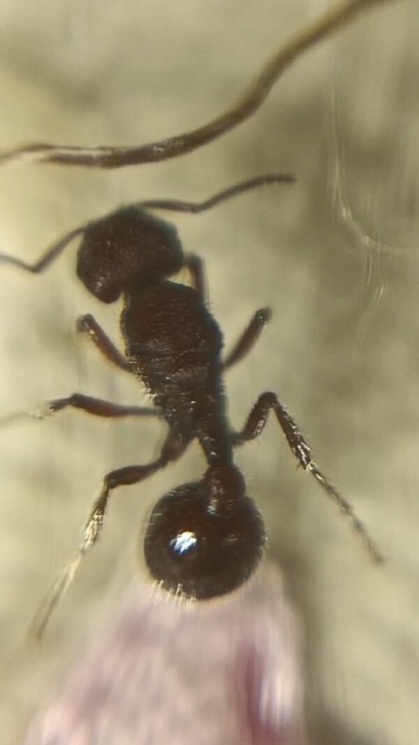 Reina Pogonomyrmex Sp