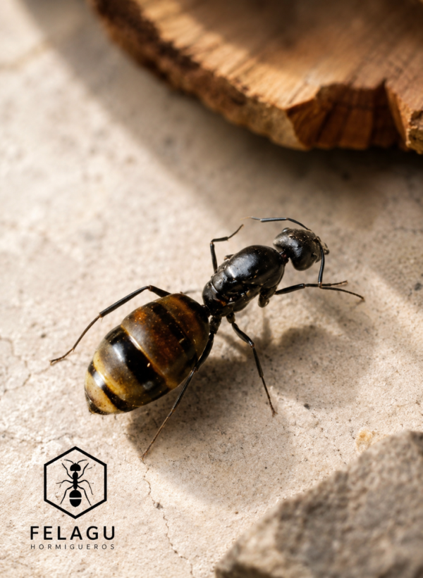 Reina Camponotus Chilensis