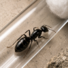1000442006.png Reina Camponotus Morosus