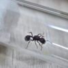1000464584-scaled.jpg Reina Pogonomyrmex Sp