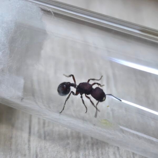 1000464584-scaled.jpg Reina Pogonomyrmex Sp