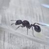 1000464586-scaled.jpg Reina Pogonomyrmex Sp