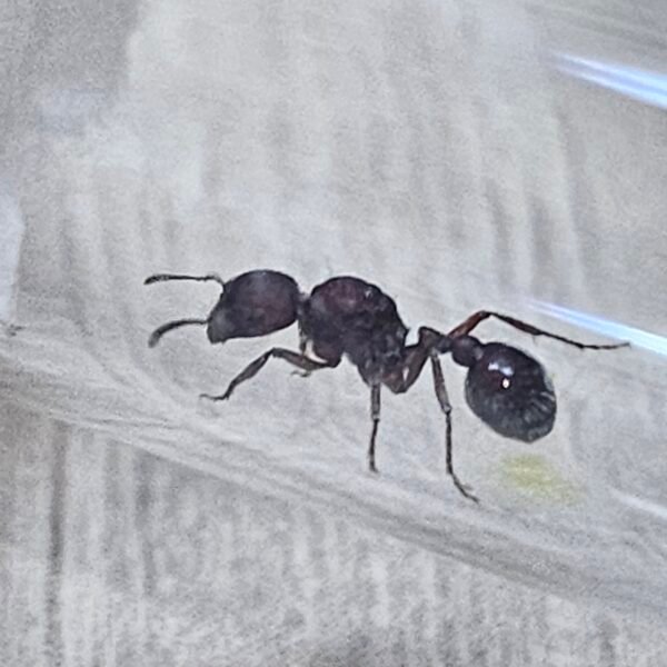 1000464586-scaled.jpg Reina Pogonomyrmex Sp