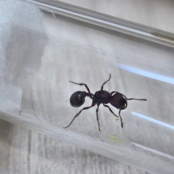 1000464588-scaled.jpg Reina Pogonomyrmex Sp