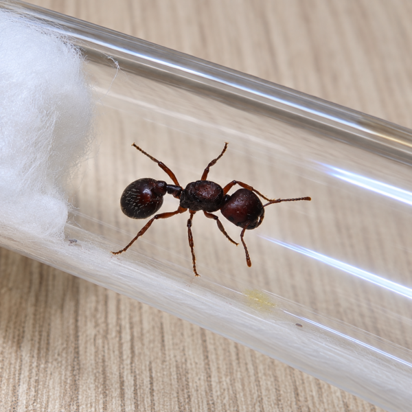 1000464590.png Reina Pogonomyrmex Sp