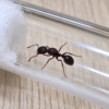 1000464591.png Reina Pogonomyrmex Sp