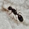 Reina solenopsis GAYI