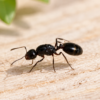 Reina solenopsis GAYI