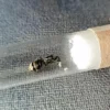 Camponotus Chilensis