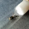 Camponotus Chilensis