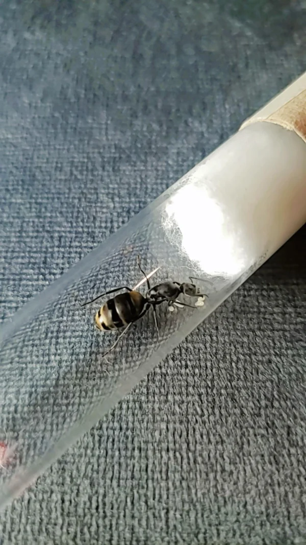 Camponotus Chilensis