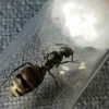 Camponotus Chilensis