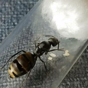 Camponotus Chilensis