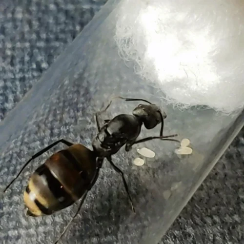 Camponotus Chilensis