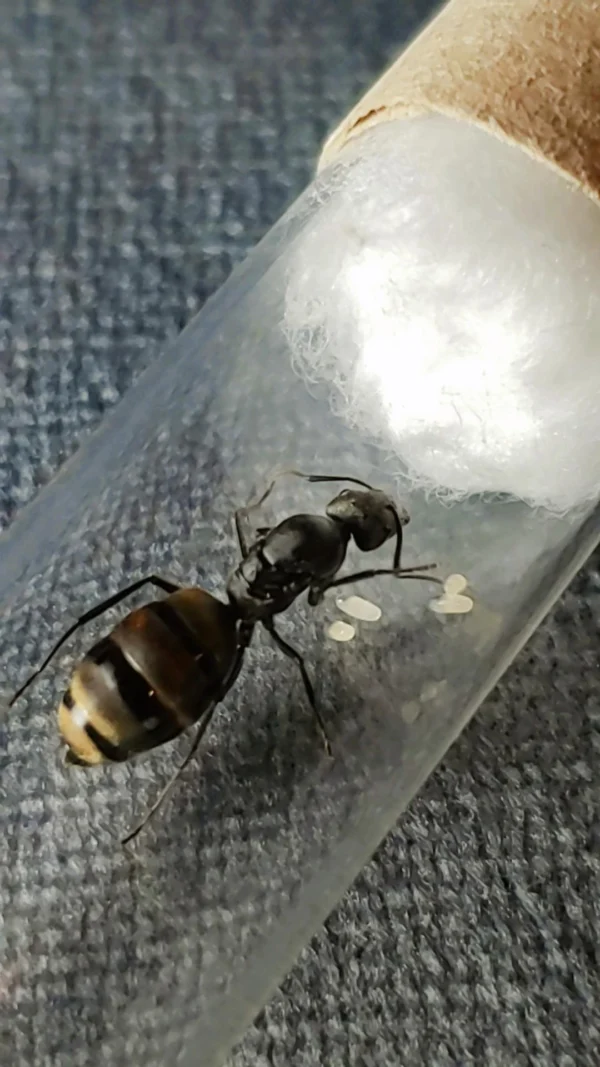 Camponotus Chilensis