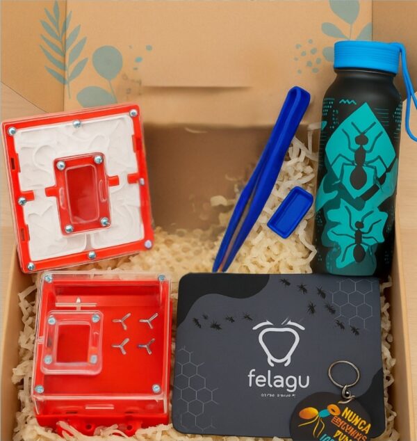 BOX EXPLORADOR TALLA S – (colonias formadas)