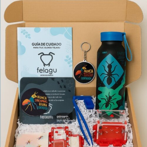 BOX AVENTURA TALLA M – (colonias formadas)