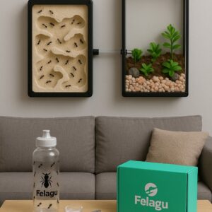 BOX EXPERTO FELAGU TALLA XL – (colonias formadas)